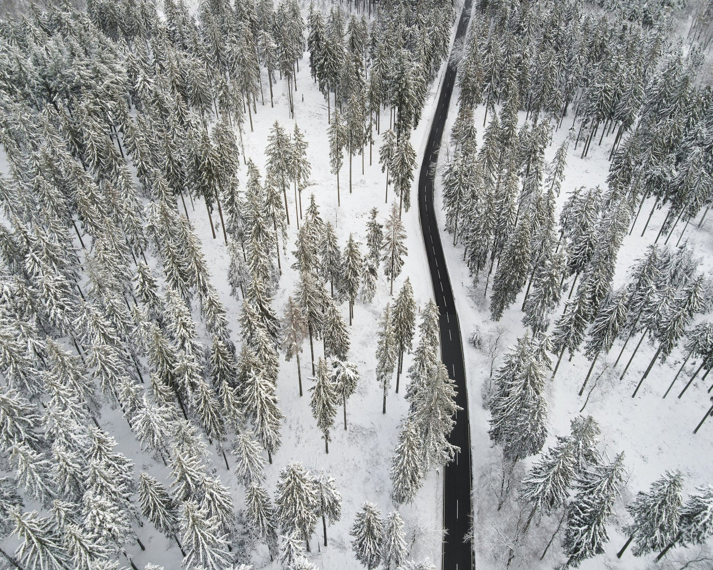 Winter Forest Road