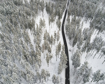 Winter Forest Road