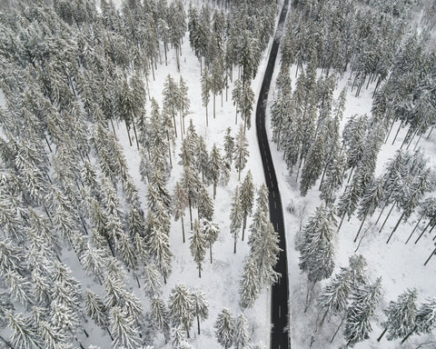 Winter Forest Road