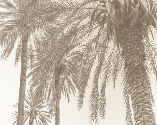 Vintage Palm Breeze