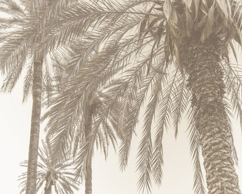 Vintage Palm Breeze