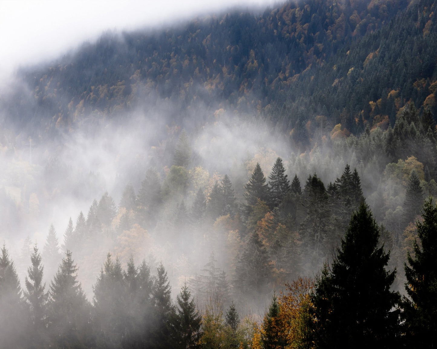 Misty Forest Hills