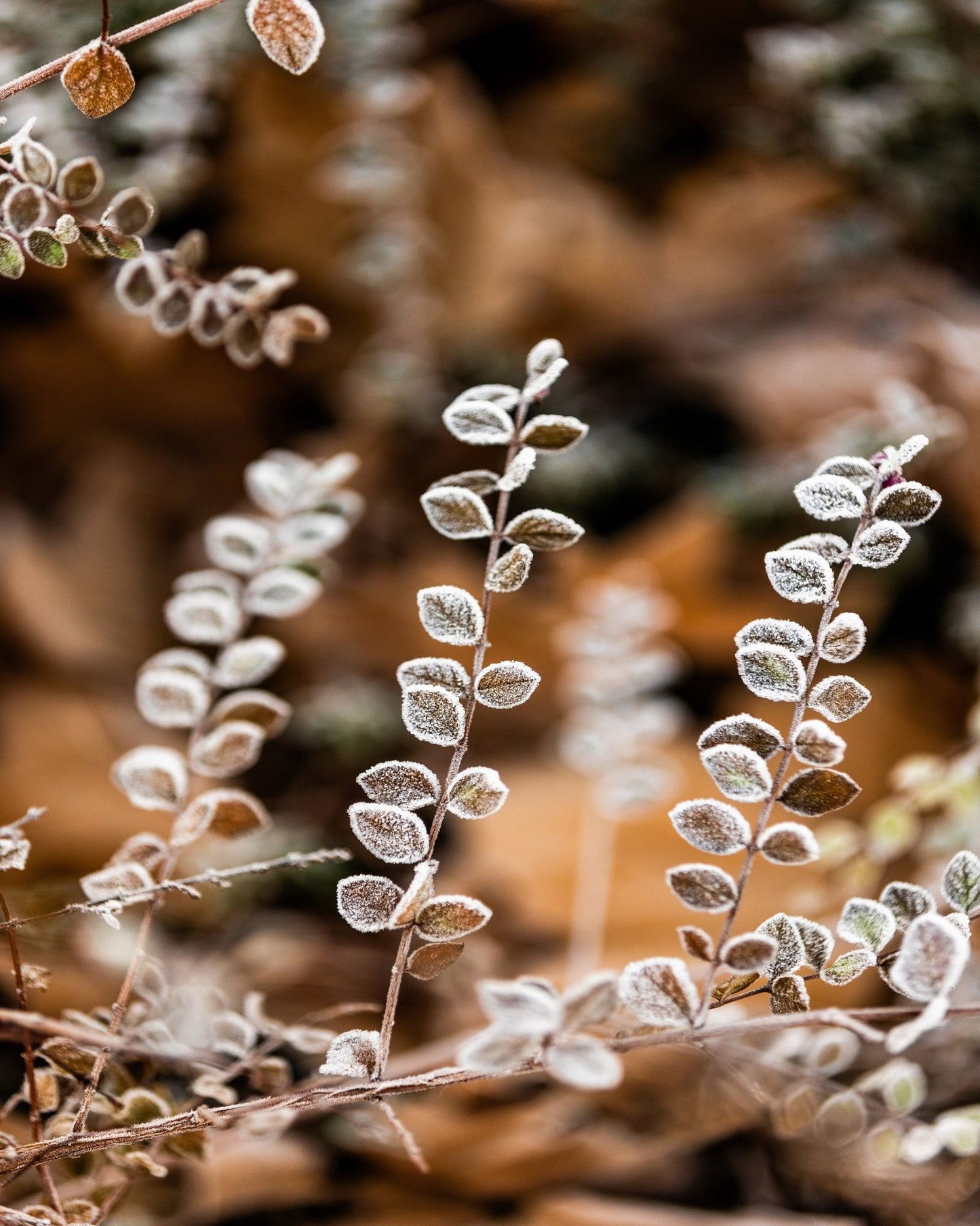 Frosted Winter Leaves