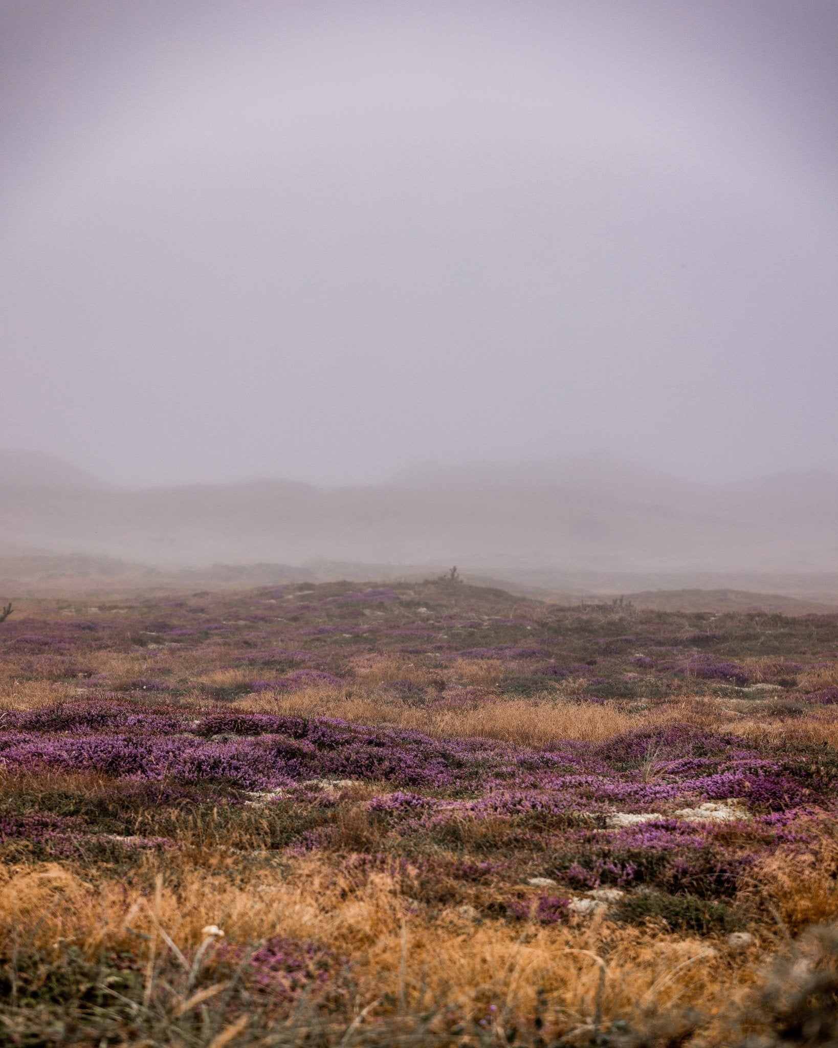 Misty Heather Dunes