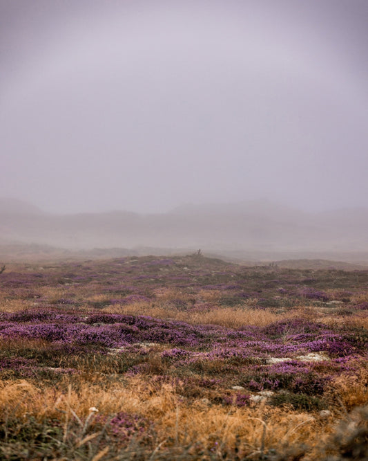 Misty Heather Dunes