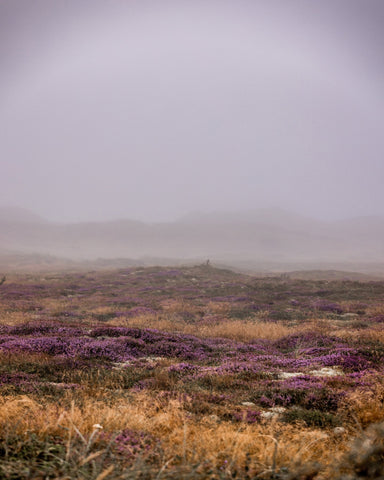 Misty Heather Dunes