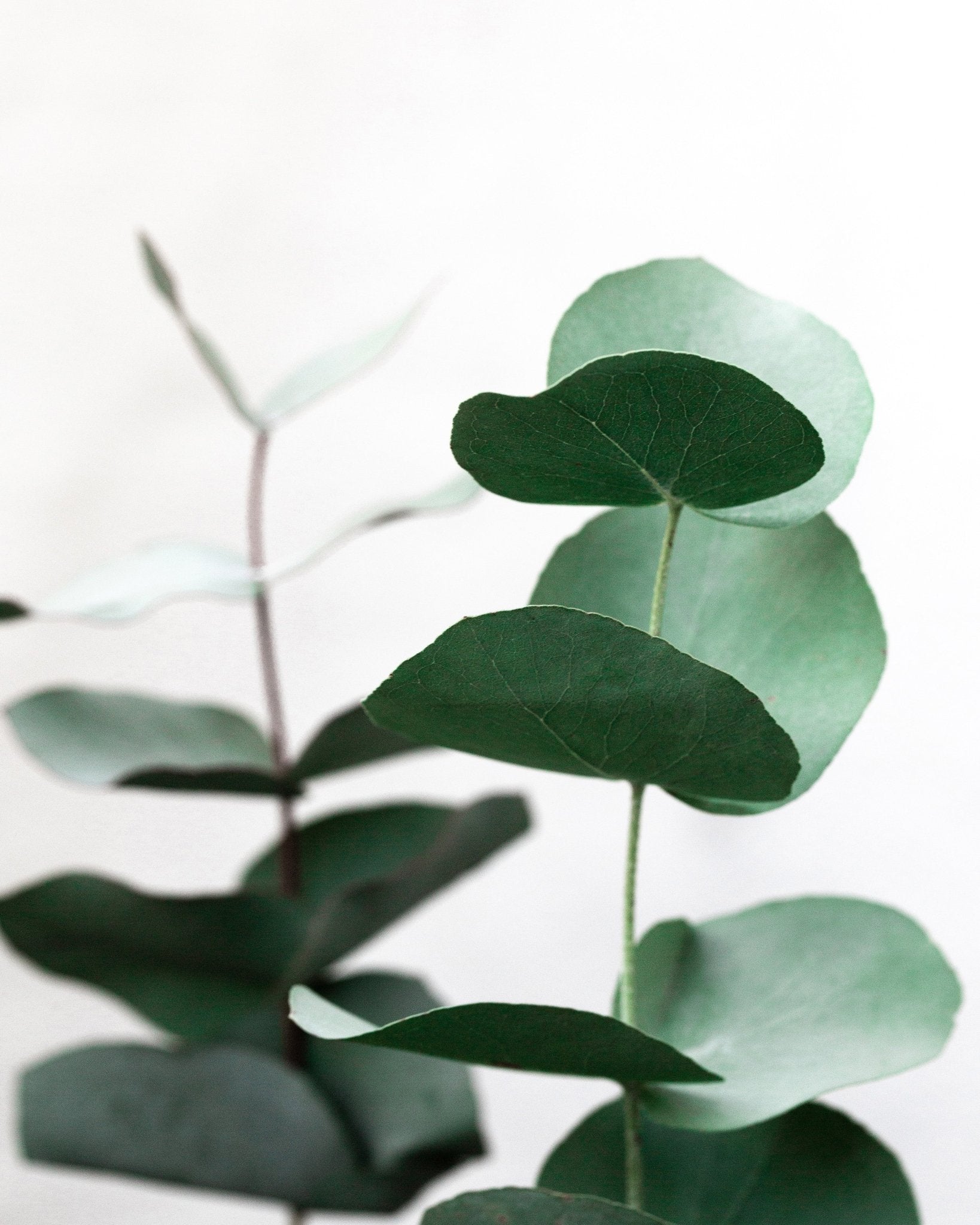 Eucalyptus Calm