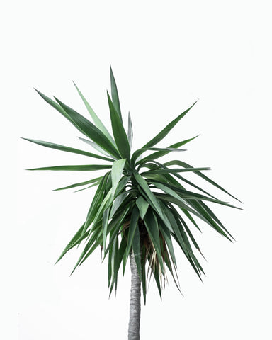 Minimal Palm Silhouette No2