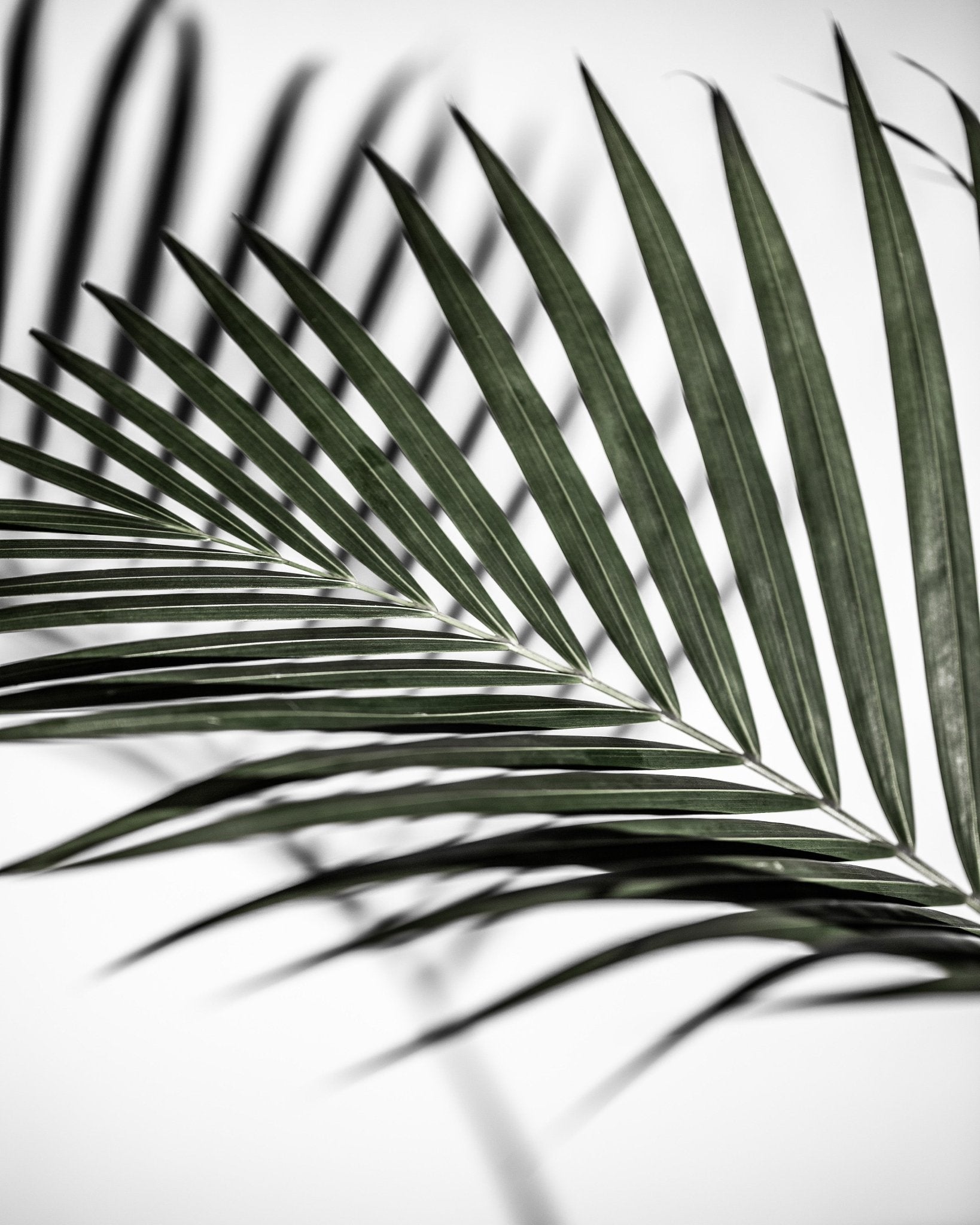 Palm Shadow Lines