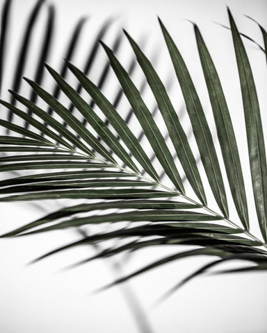 Palm Shadow Lines