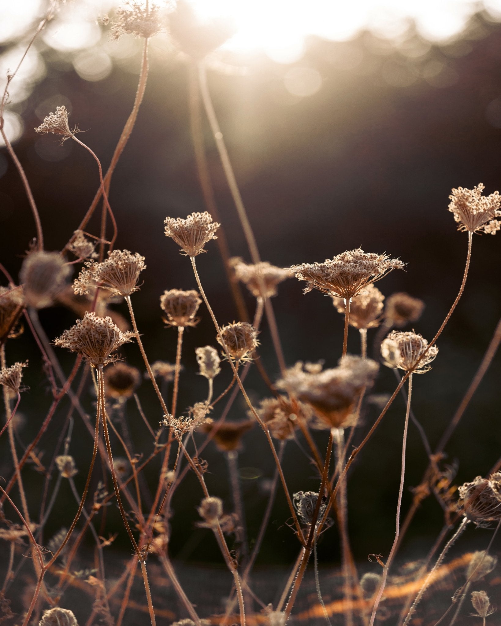 Golden Winter Light No2