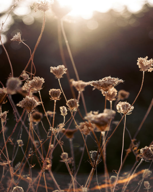 Golden Winter Light No2