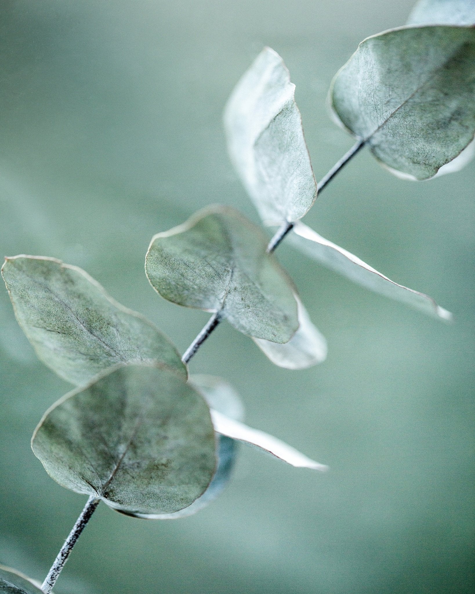 Soft Eucalyptus