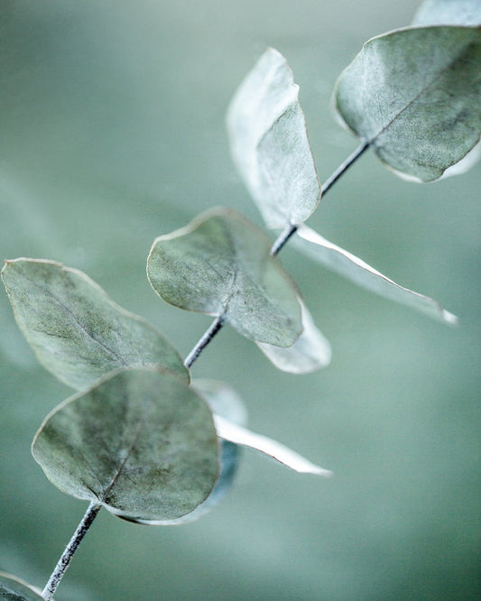 Soft Eucalyptus