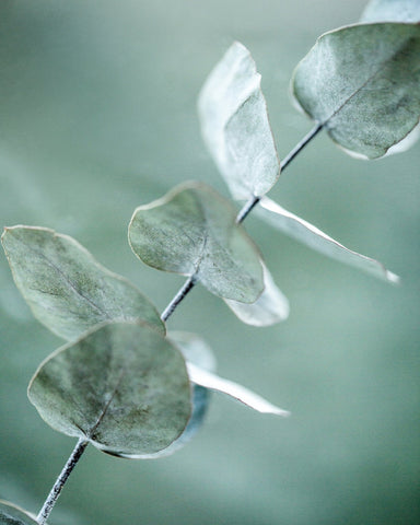 Soft Eucalyptus