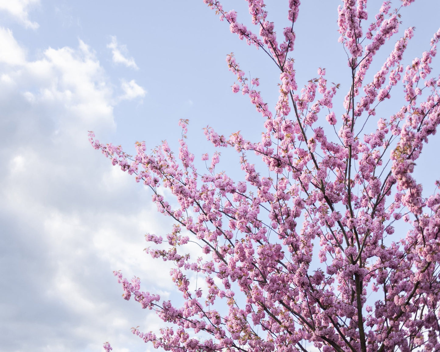 Spring Blossom Sky