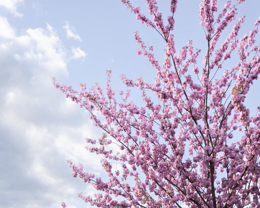 Spring Blossom Sky
