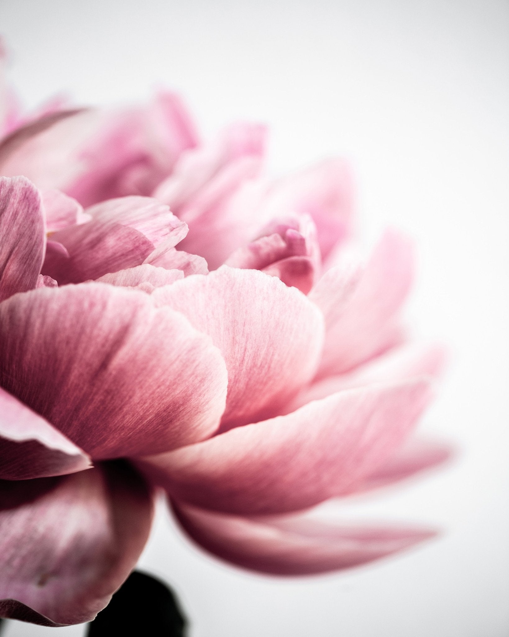 Blush Peony Bloom No2