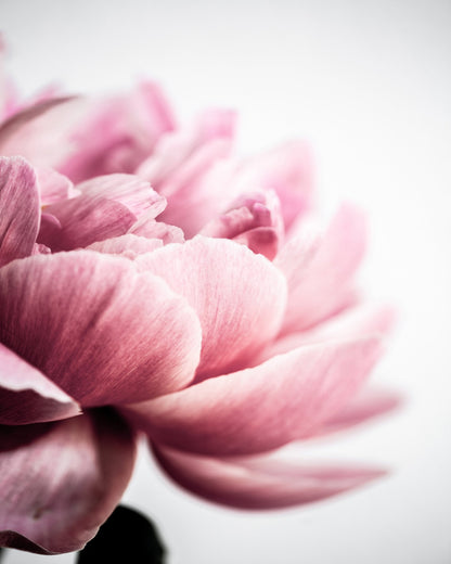 Blush Peony Bloom No2