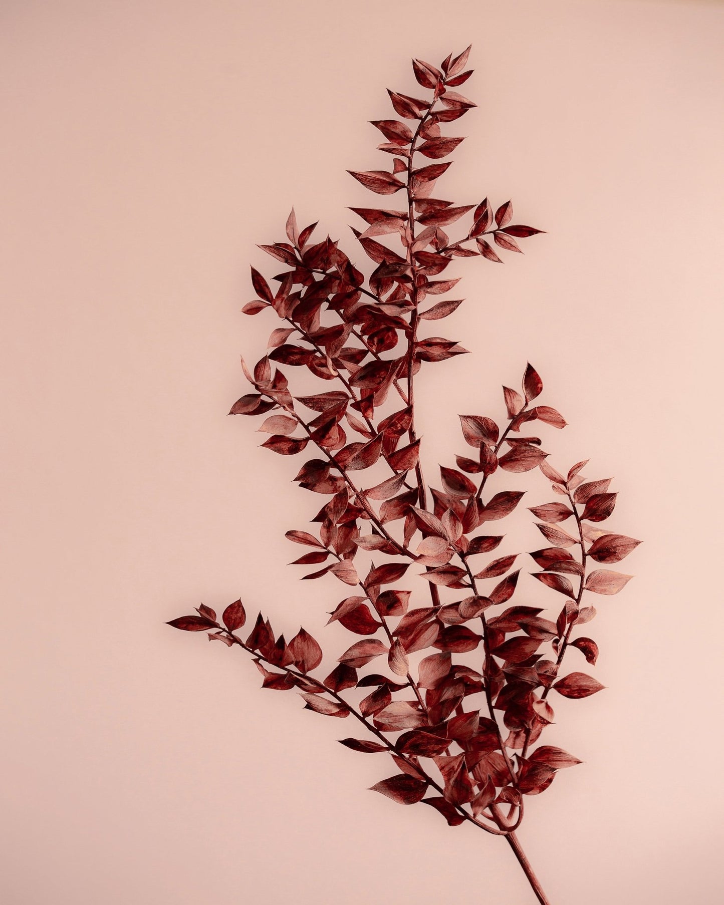 Crimson Leaves