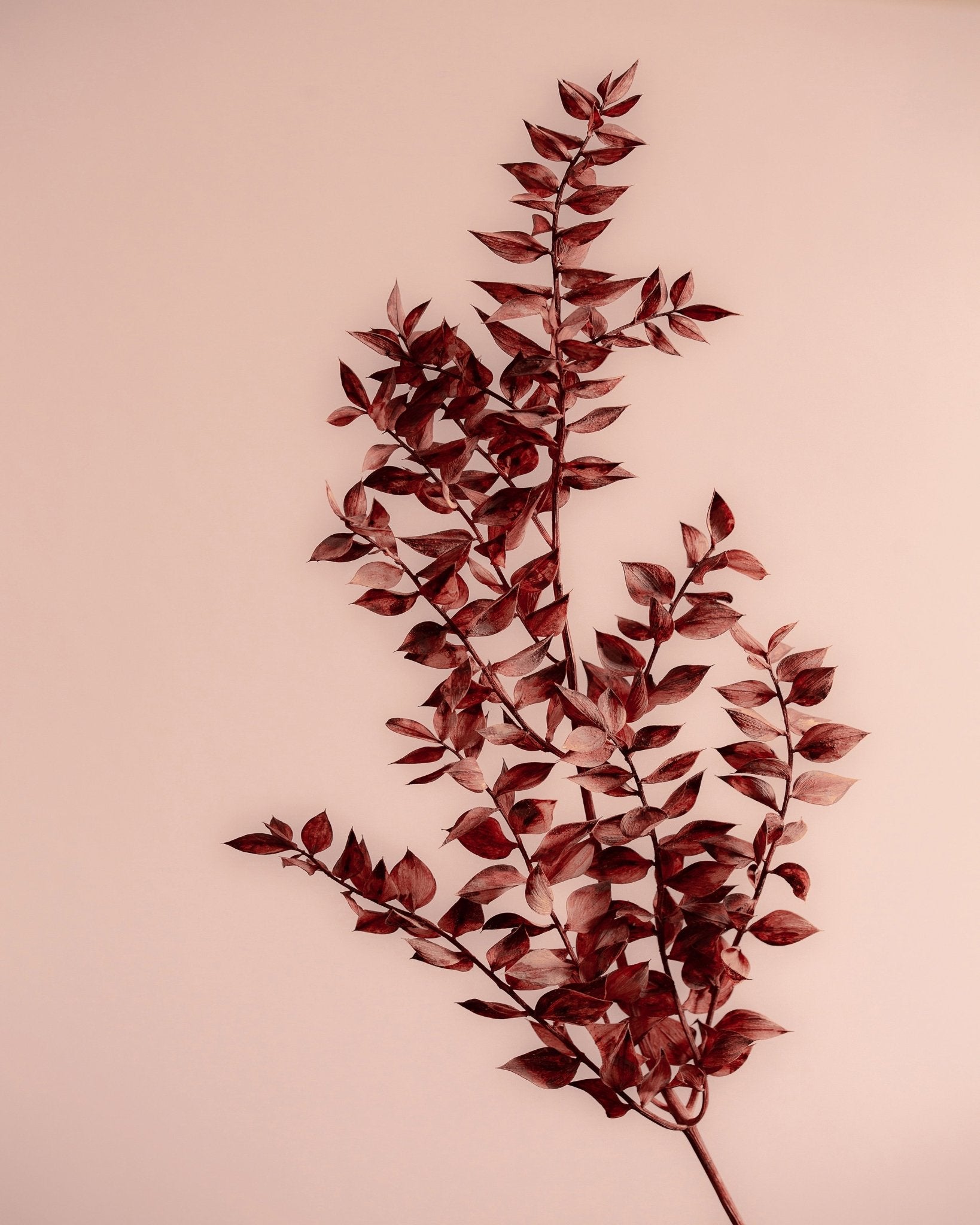 Crimson Leaves