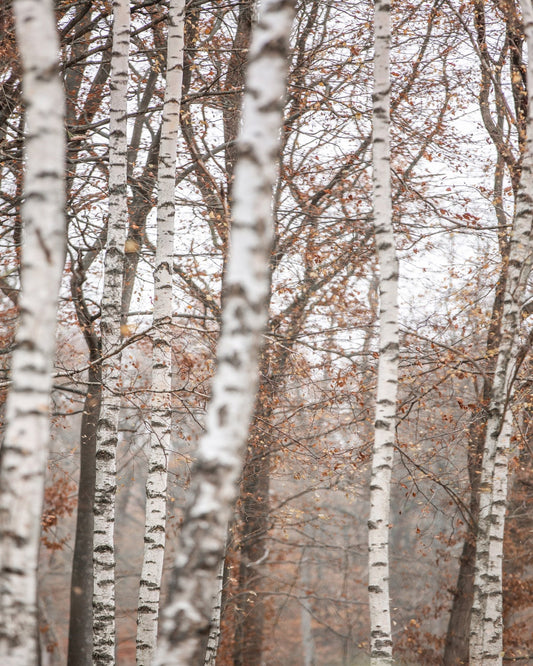 Birch Forest Mist