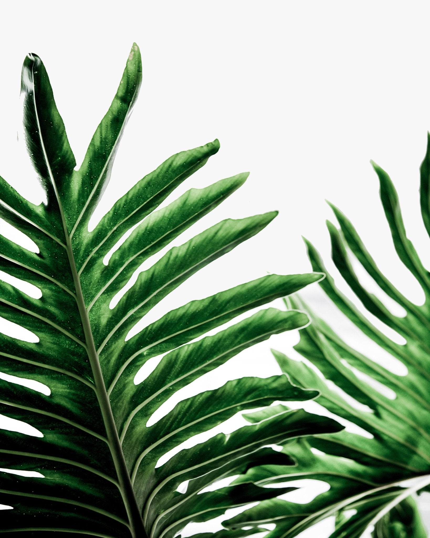 Monstera Leaf Duo