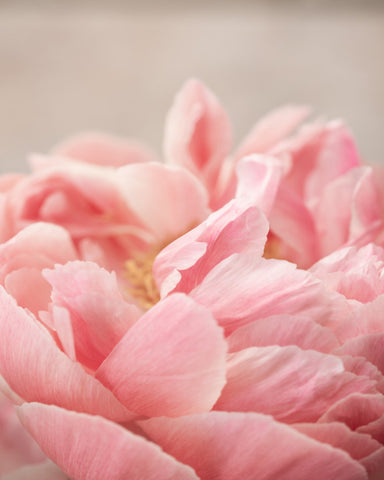 Soft Pink Peony No2