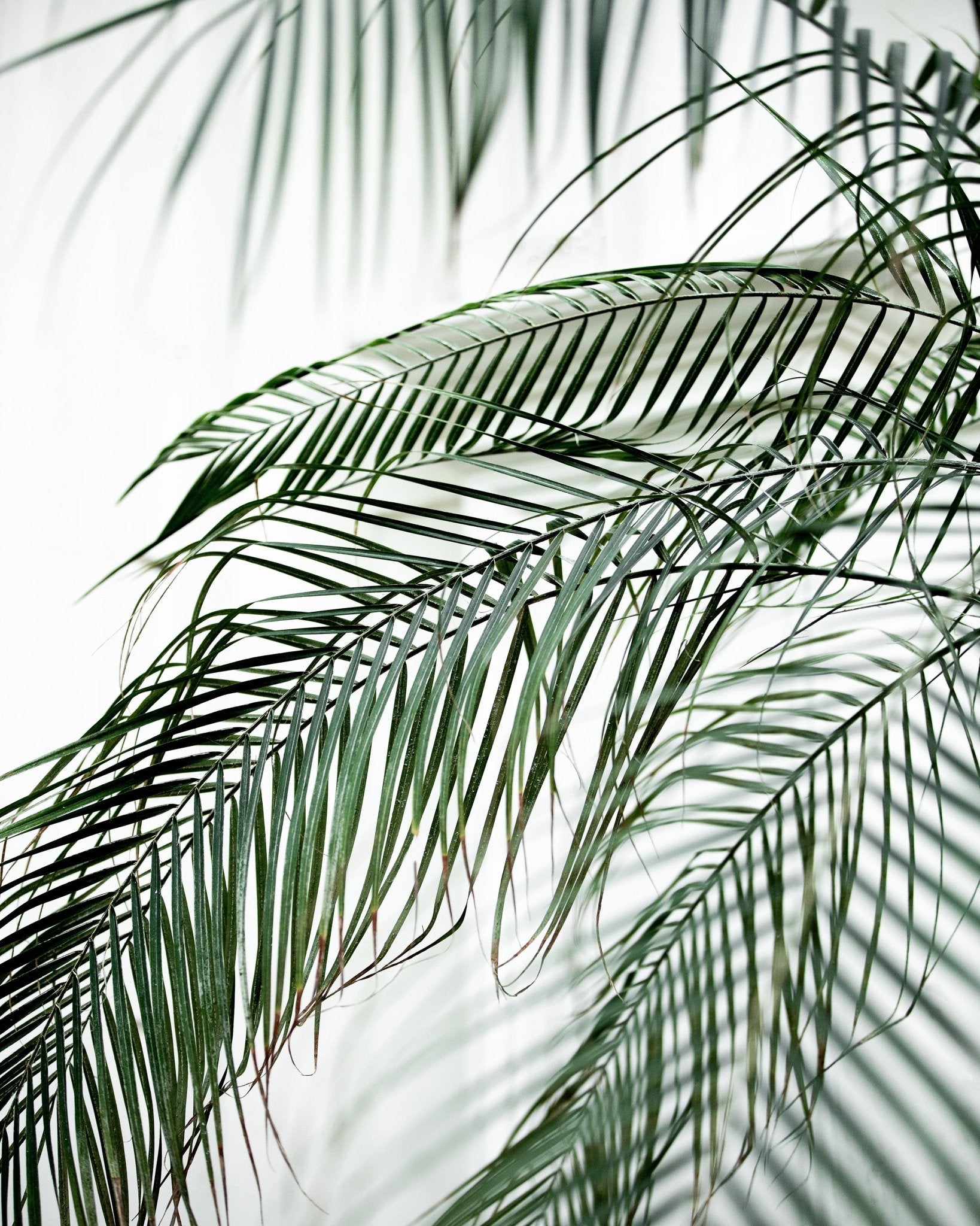 Palm Leaf Lines No1
