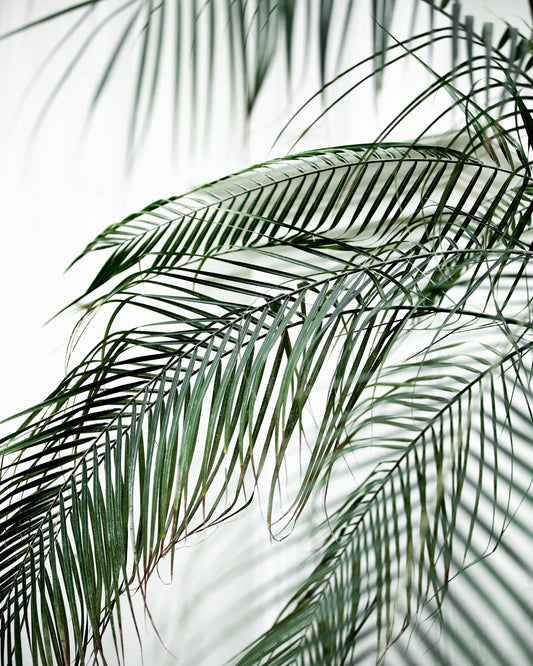 Palm Leaf Lines No1