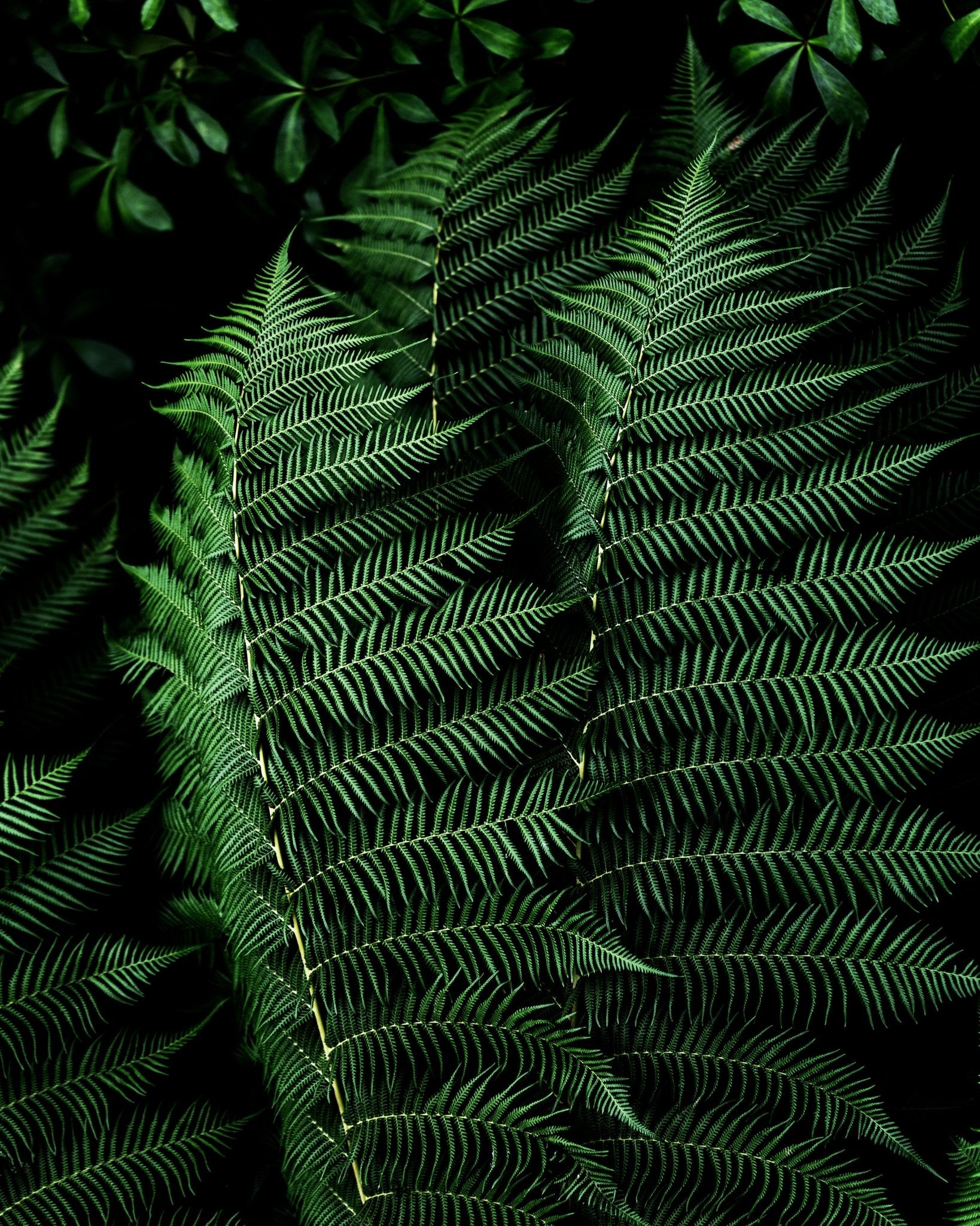 Dark Fern Leaves