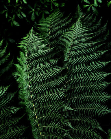 Dark Fern Leaves