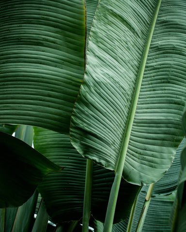 Tropical Leaf Texture No3