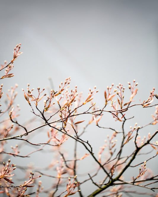 Delicate Spring Branch