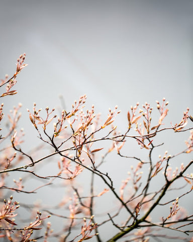 Delicate Spring Branch
