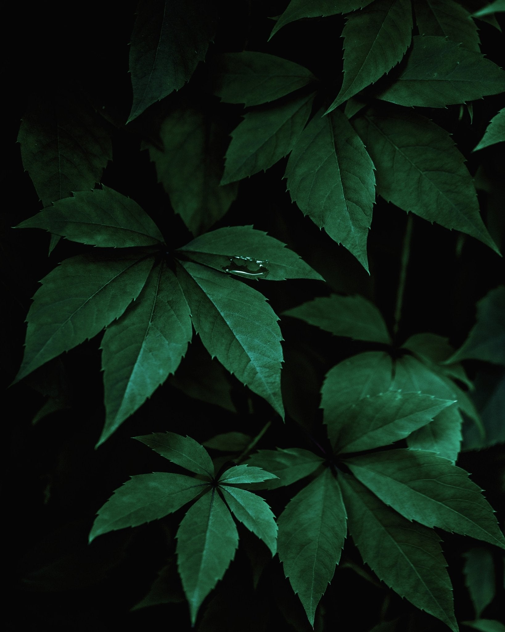 Dark Forest Leaves