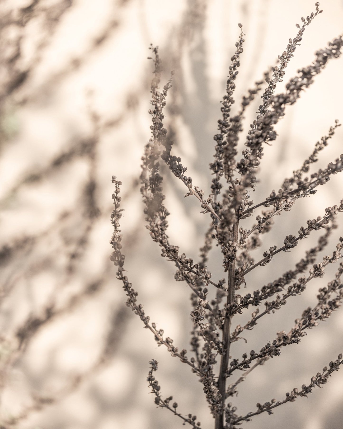 Soft Dried Branch
