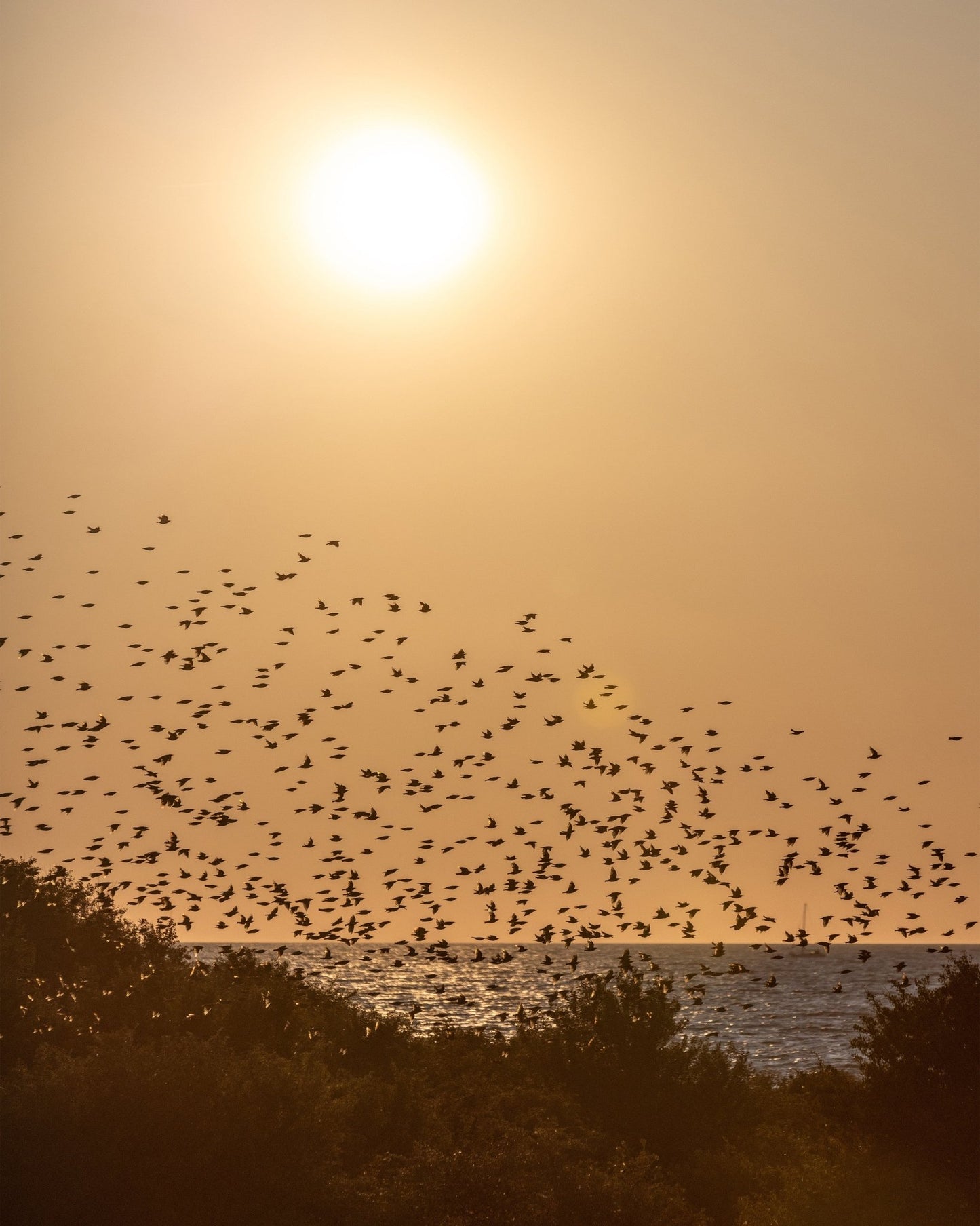 Sunset Bird Flight