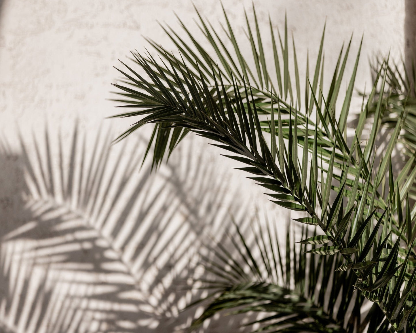 Palm Shadow Light No1