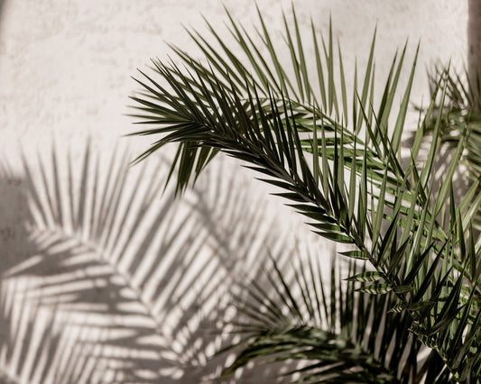 Palm Shadow Light No1