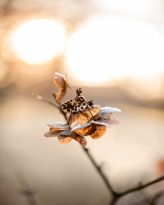 Golden Frost Petals