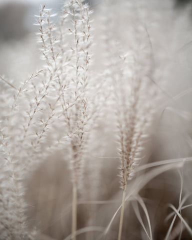 Soft Wild Grass No2