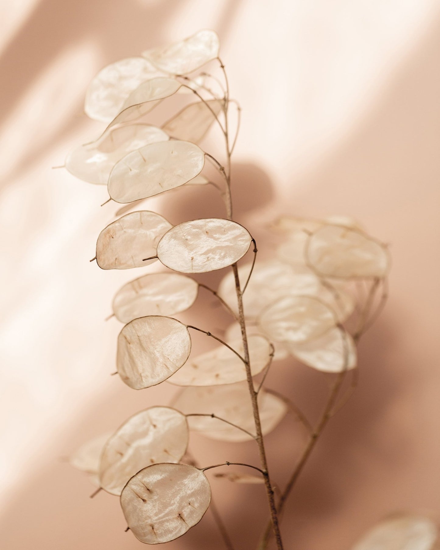 Soft Dried Leaves