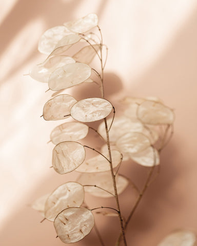 Soft Dried Leaves