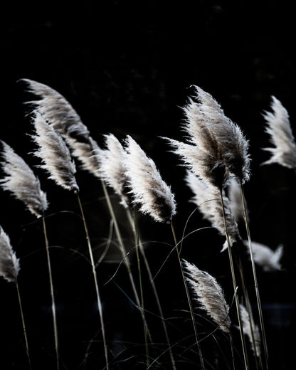 Dark Reed Grass