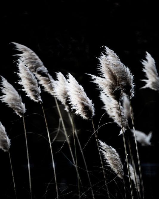 Dark Reed Grass