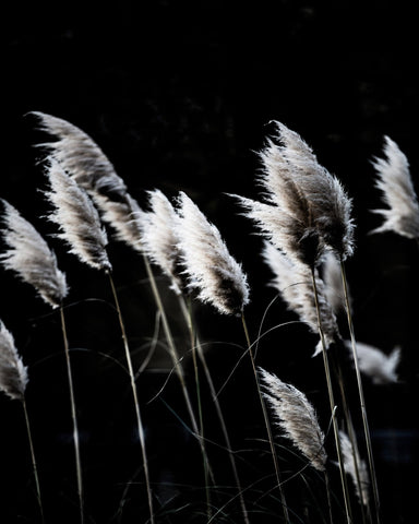 Dark Reed Grass