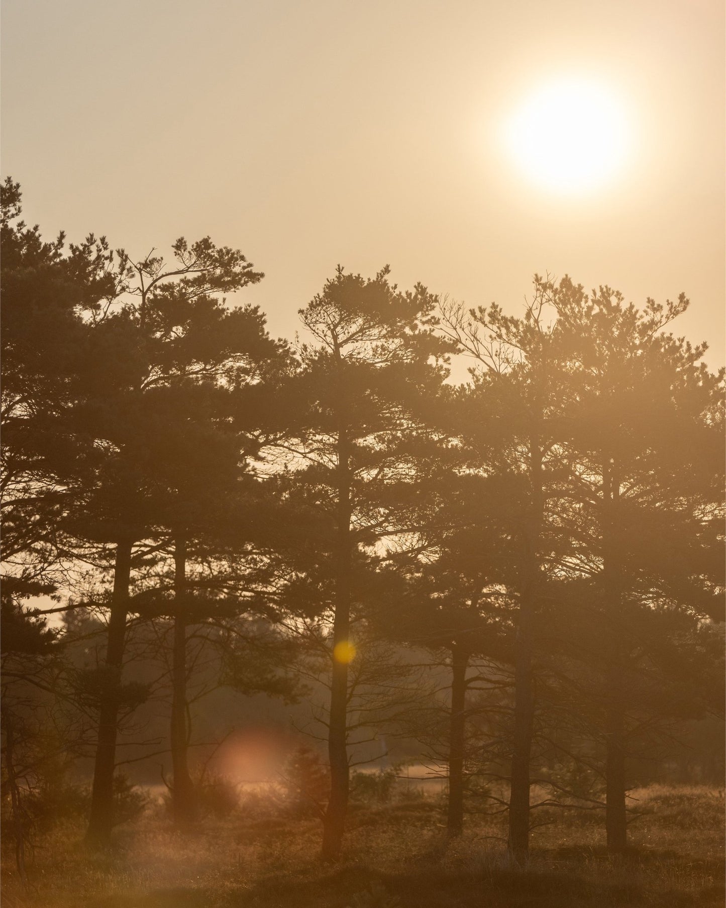 Golden Forest Morning