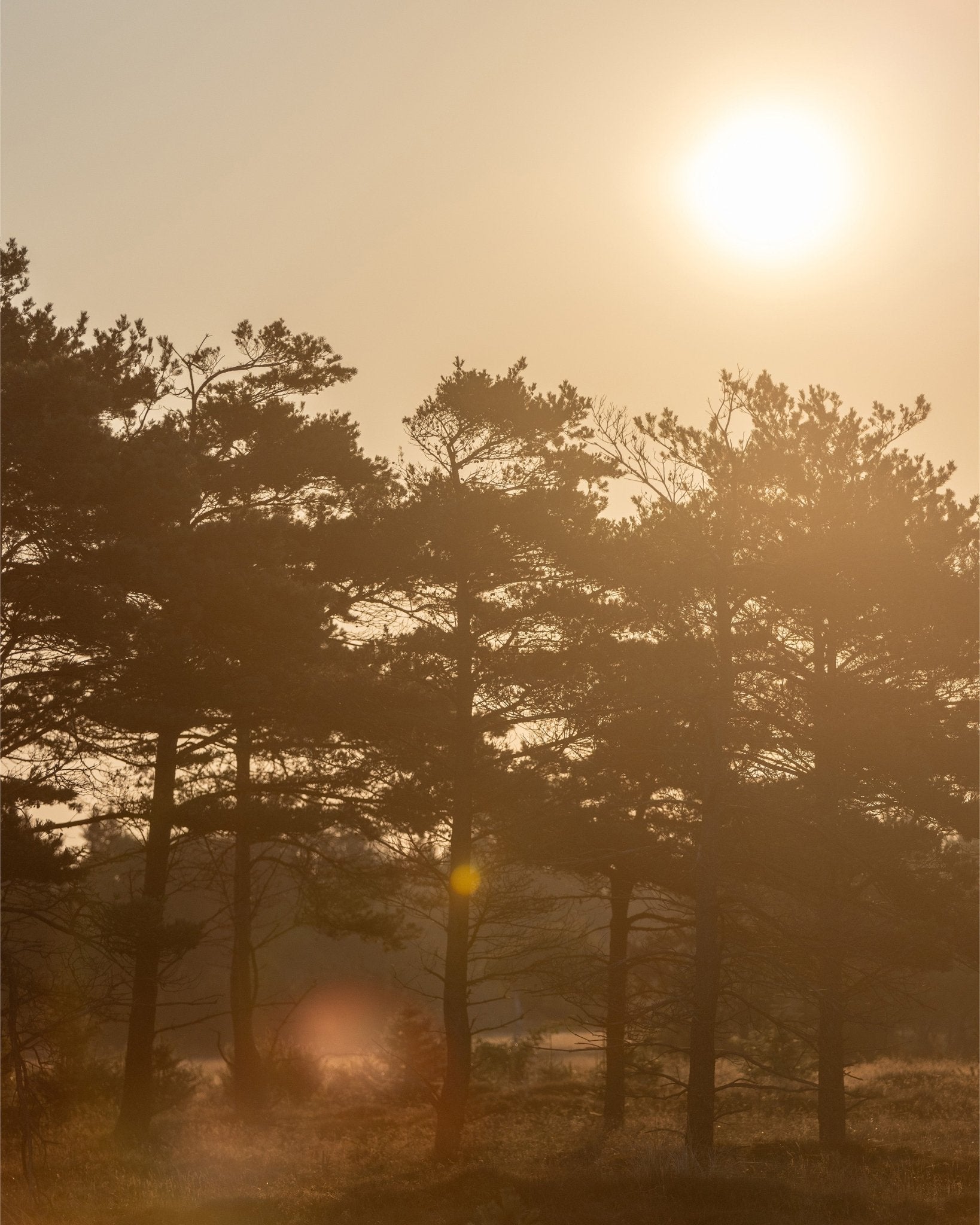 Golden Forest Morning