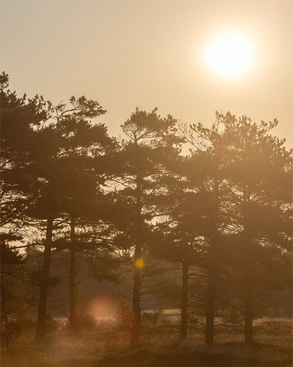 Golden Forest Morning